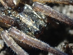 Lycosidae