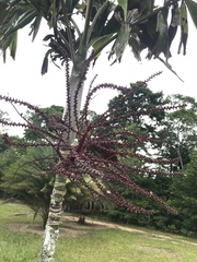 Ptychosperma cuneatum