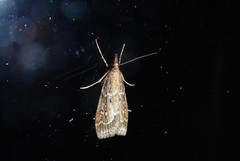 Eudonia octophora