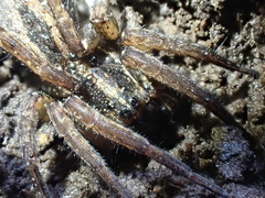 Lycosidae