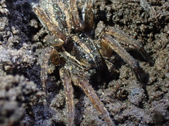 Lycosidae