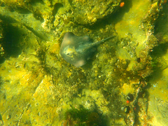 Trygonoptera imitata