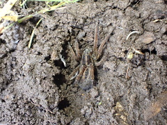 Lycosidae