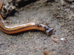 Bipalium kewense