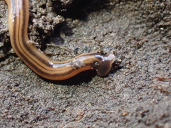 Bipalium kewense