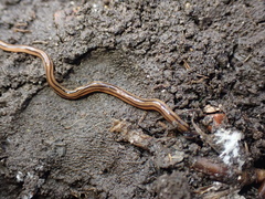 Bipalium kewense