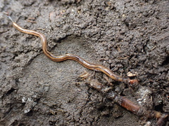 Bipalium kewense