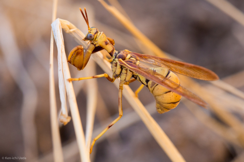 Brown Wasp Mantidfly photo 5