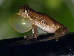 Litoria dentata