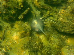 Trygonoptera imitata