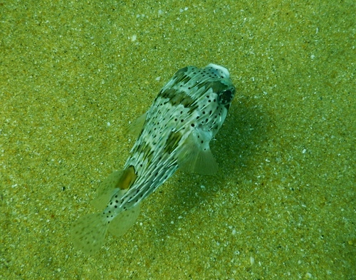 Pez erizo apache