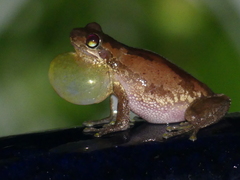 Litoria dentata