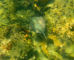 Trygonoptera imitata