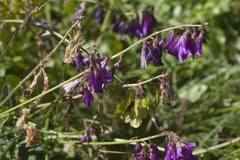 Hedysarum caucasicum