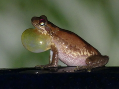 Litoria dentata