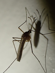 Culicinae