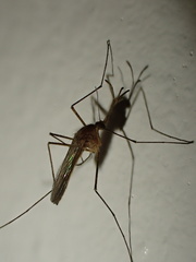 Culicinae
