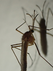 Culicinae