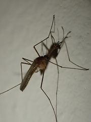 Culicinae
