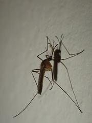 Culicinae