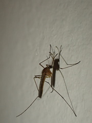 Culicinae