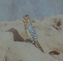 Trachyphonus erythrocephalus