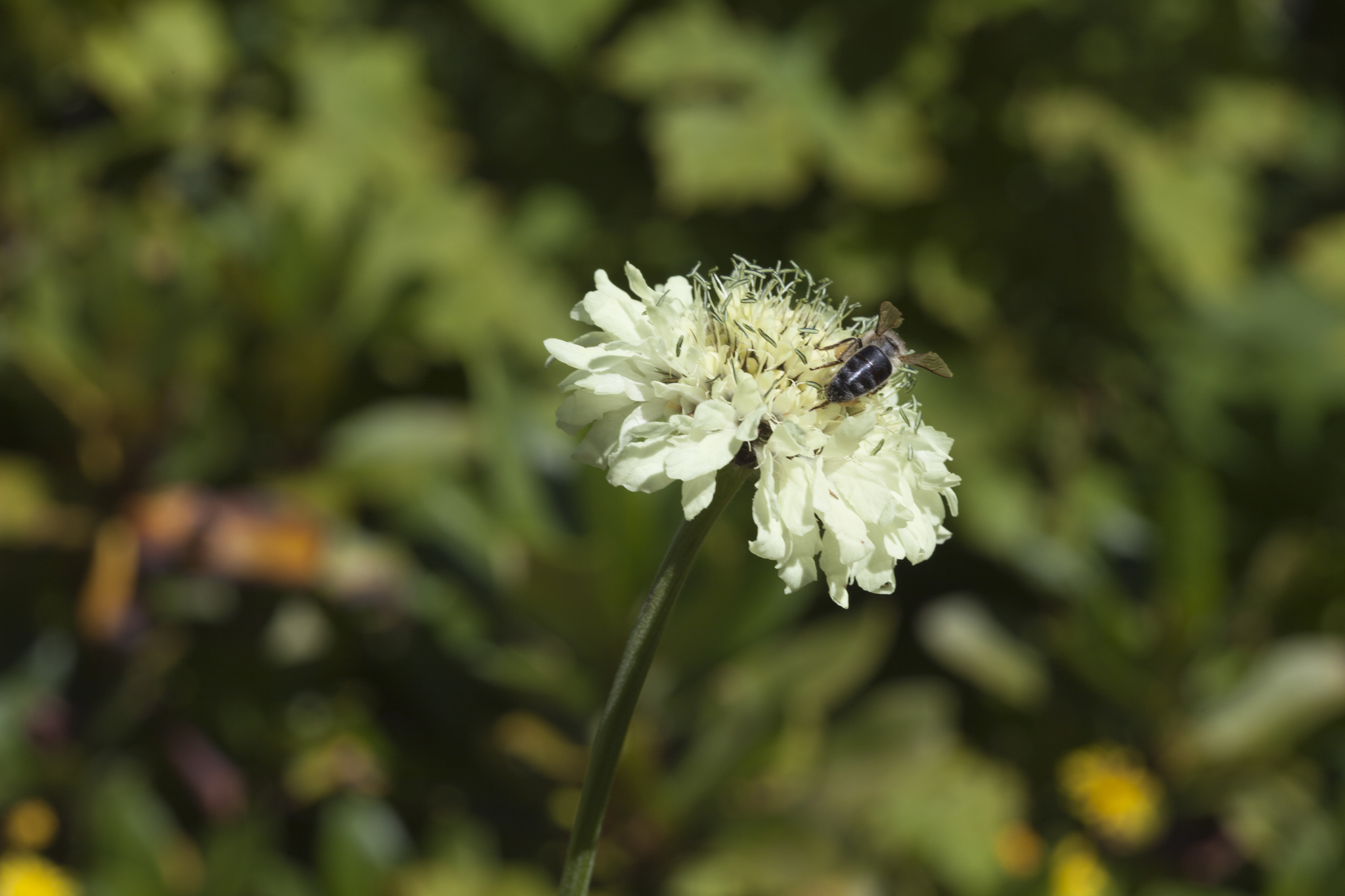 Cephalaria