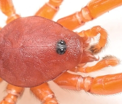Nops variabilis