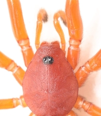 Nops variabilis
