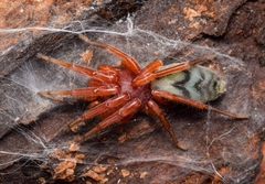 Nops variabilis