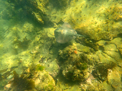 Trygonoptera imitata