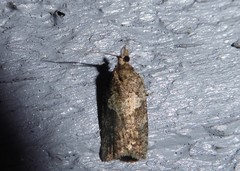 Harmologa