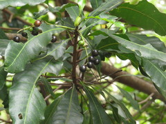 Buchanania arborescens