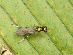 Merosargus