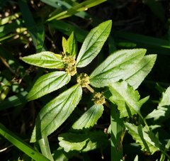 Euphorbia hirta