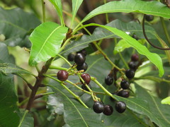 Buchanania arborescens