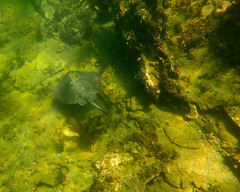 Trygonoptera imitata