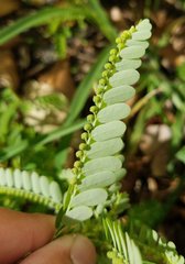 Phyllanthus
