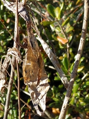 Asclepias tomentosa
