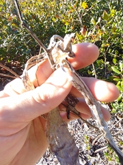 Asclepias tomentosa