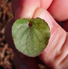 Viola walteri
