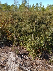 Asclepias tomentosa