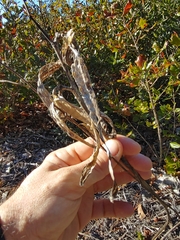 Asclepias tomentosa