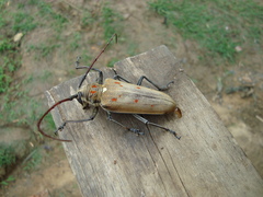 Batocera numitor