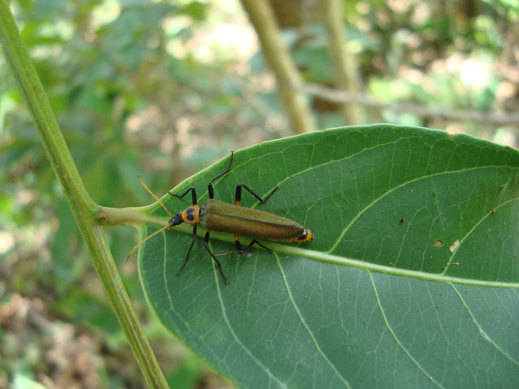 Idgia maculatithorax