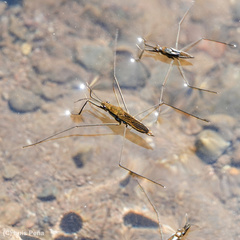 Aquarius chilensis