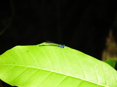 Argia gaumeri