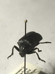 Rhipiceridae
