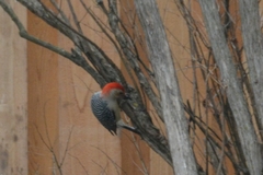 Melanerpes carolinus