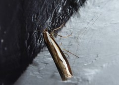 Orocrambus flexuosellus